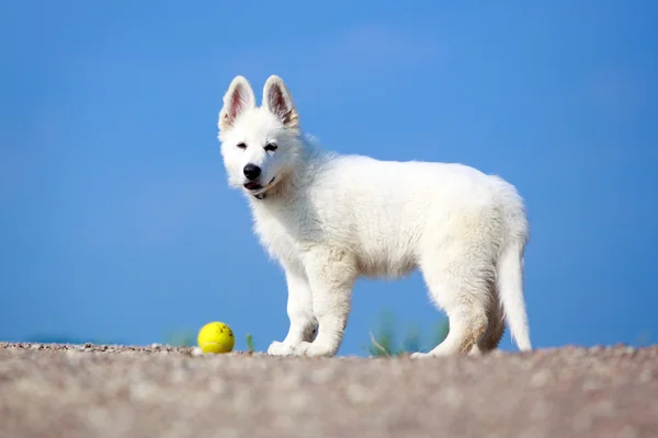 Animal — Stock Photo, Image