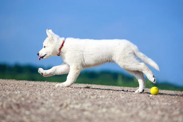 Animais — Fotografia de Stock