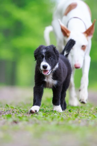 Animais — Fotografia de Stock