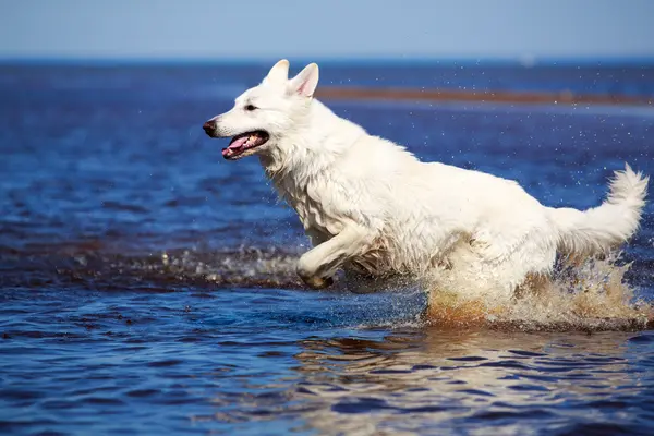 Animal — Stock Photo, Image