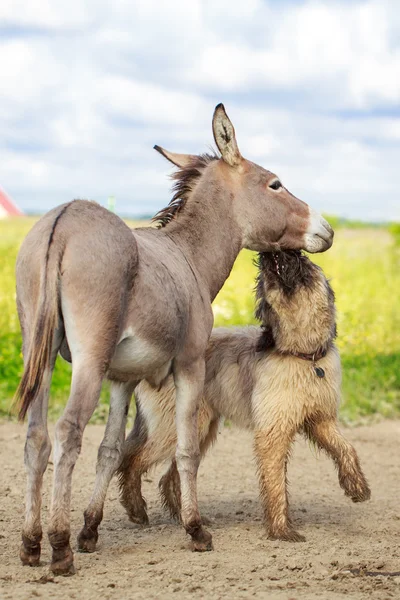 Animales. — Foto de Stock