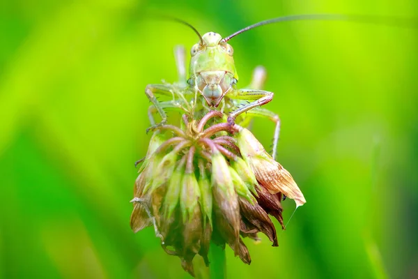 Insekten — Stockfoto