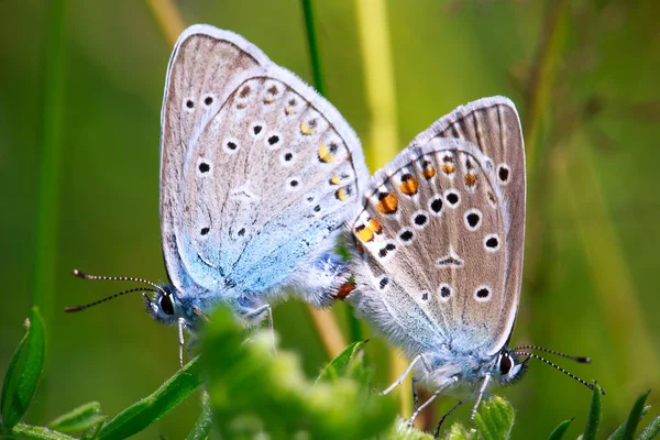 Insectos — Foto de Stock