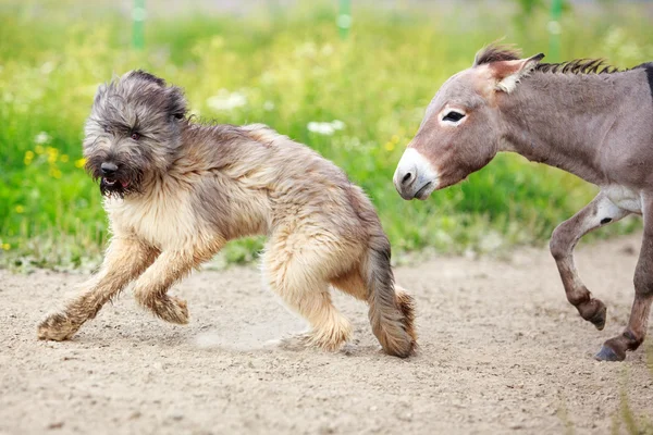 Animales. —  Fotos de Stock