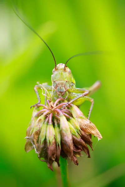 Insekten — Stockfoto