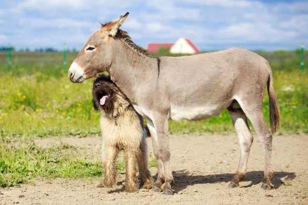 Animal — Stock Photo, Image