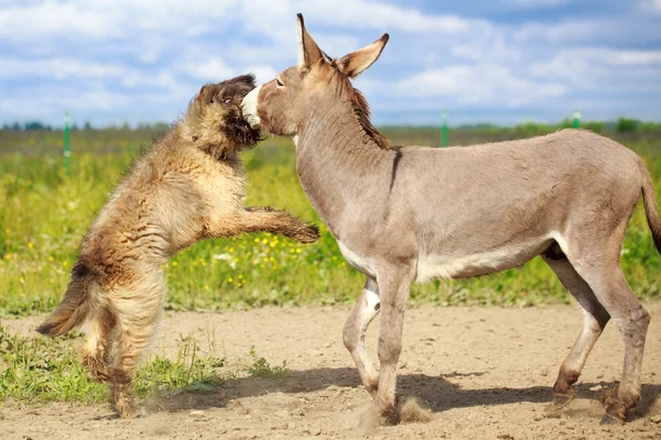 Animais — Fotografia de Stock