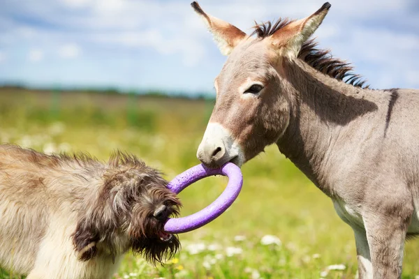 Animales. —  Fotos de Stock