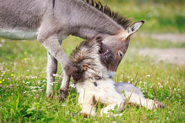 Dierlijk — Stockfoto