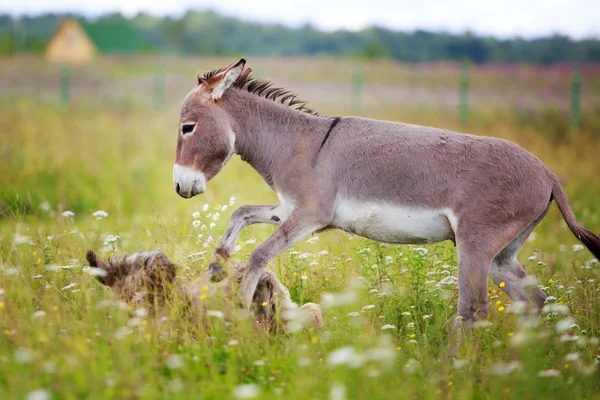 Animales. —  Fotos de Stock