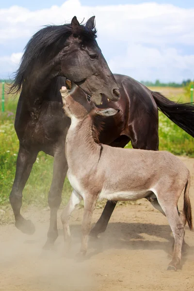 Zwarte paard en grijze ezel — Stockfoto