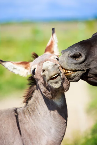 Caballo negro y burro gris —  Fotos de Stock