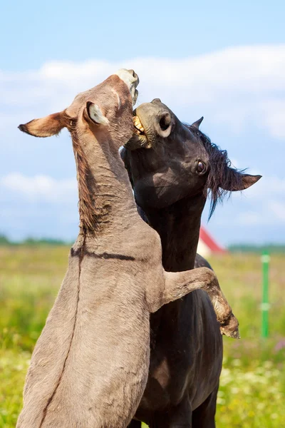 Caballo negro y burro gris — Foto de Stock