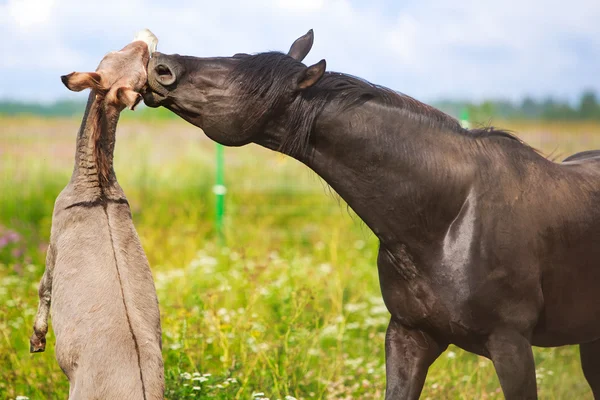 黒い馬とロバはグレー — ストック写真