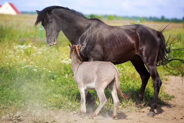 Black horse and gray donkey — Stock Photo, Image