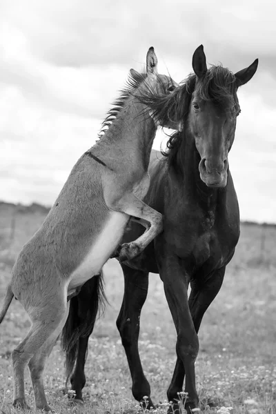 Schimmel und Schimmel — Stockfoto