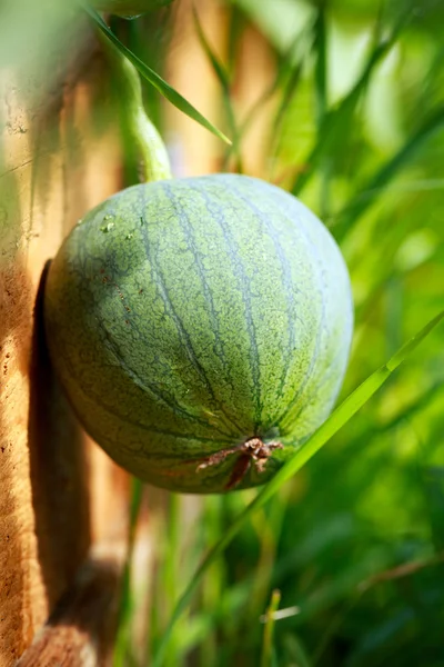Watermelon — Stock Photo, Image