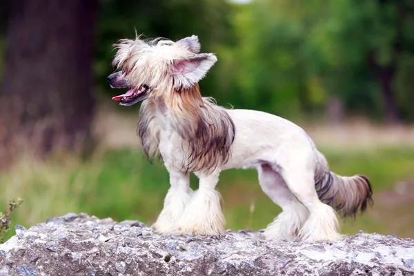 Kleiner Hund — Stockfoto