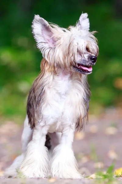 Pequeño perro — Foto de Stock