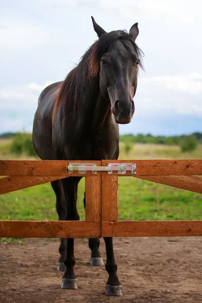 Schwarzes Pferd — Stockfoto