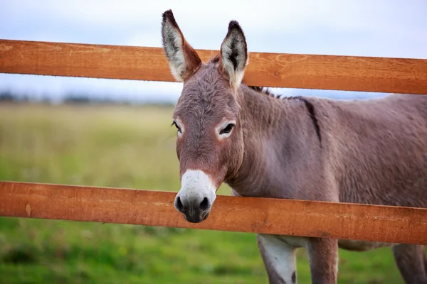 Burro. —  Fotos de Stock