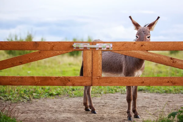 Burro. — Foto de Stock