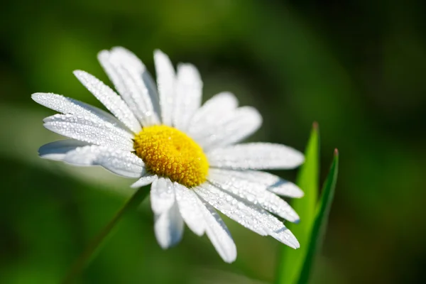 花香 — 图库照片