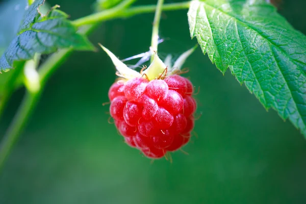 Rasberries — Stock Photo, Image