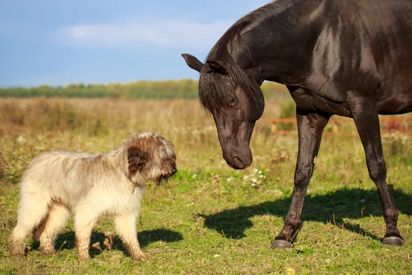 Cheval et chien — Photo
