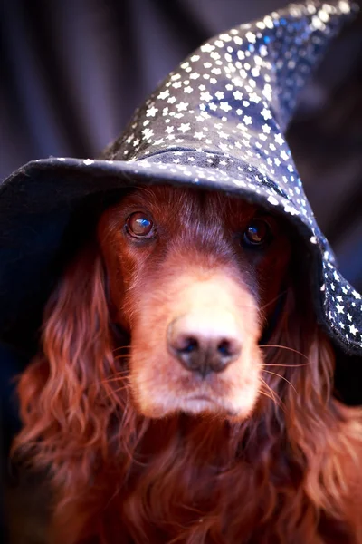 Helloween Dog — Stock Photo, Image