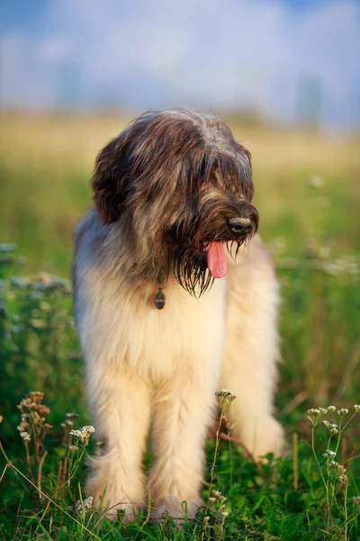 Dierlijk — Stockfoto