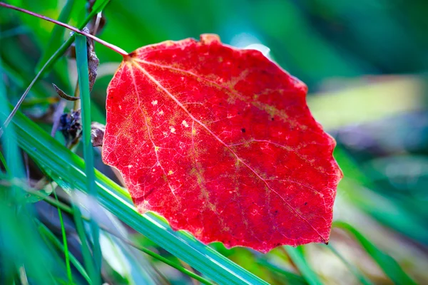 Herbst — Stockfoto