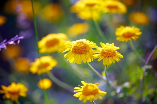 Summer flower — Stock Photo, Image