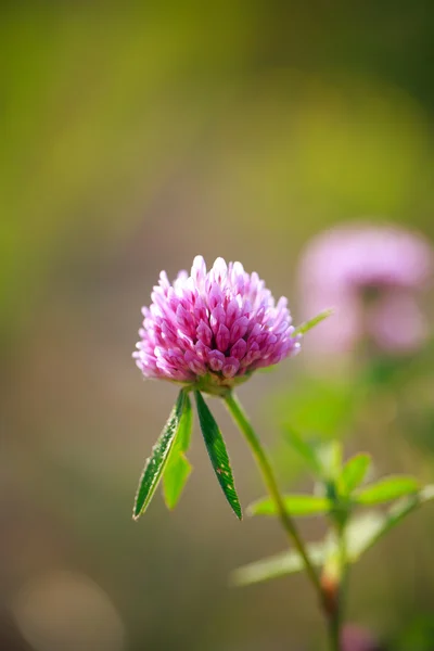 Sommarblomma — Stockfoto