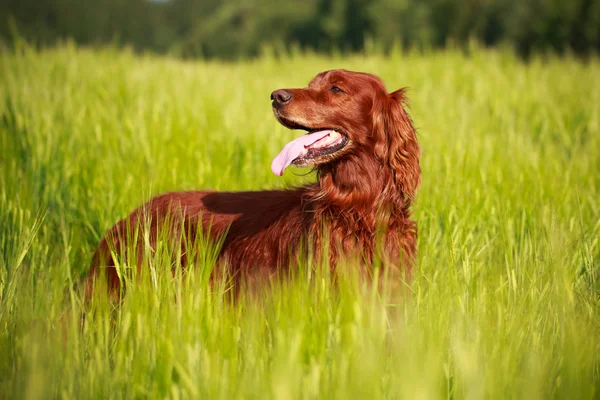 Cão em campo — Fotografia de Stock