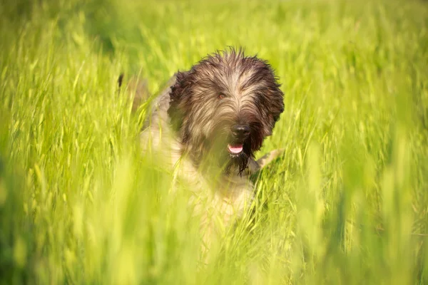 Hund im Feld — Stockfoto