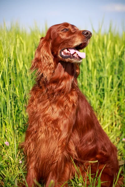 Hond in veld — Stockfoto