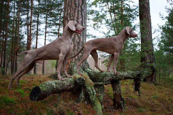 Köpek ve kuru ağaç — Stok fotoğraf