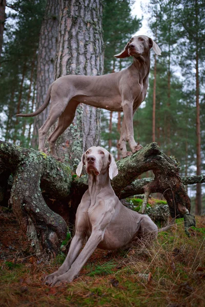 Cão e árvore seca — Fotografia de Stock