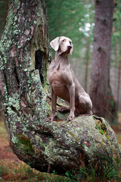 Hund och torra träd — Stockfoto