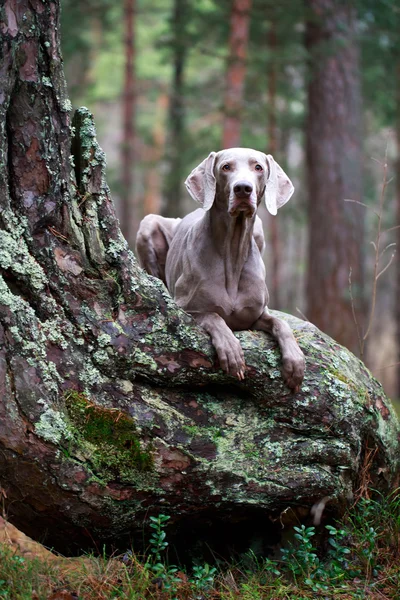 Köpek ve kuru ağaç — Stok fotoğraf