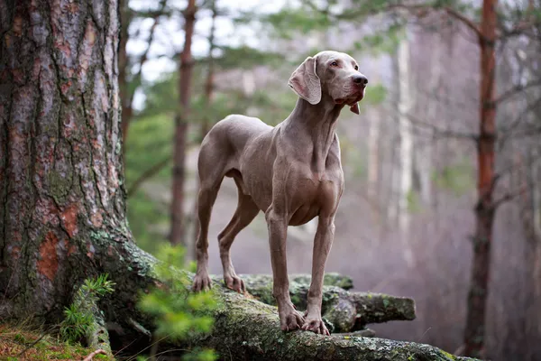 Cão e árvore seca — Fotografia de Stock