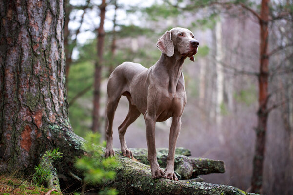 Dog and dry tree