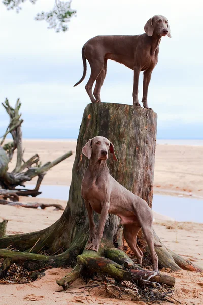 Dog and dry tree — Stock Photo, Image