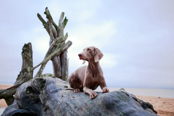 Hund och torra träd — Stockfoto