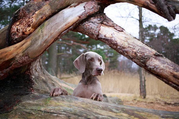 Perro y árbol seco — Foto de Stock