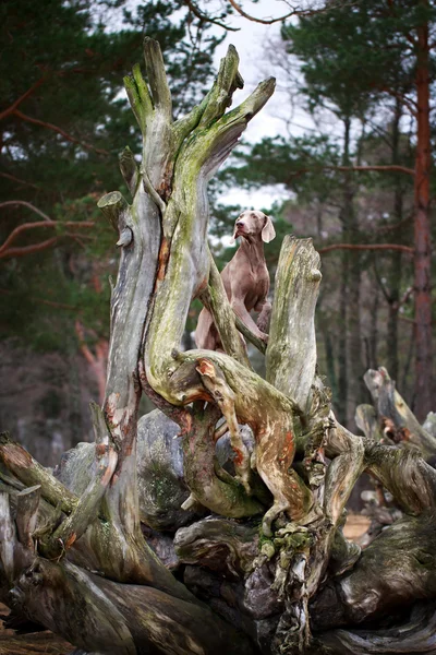 Cão e árvore seca — Fotografia de Stock