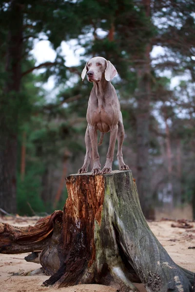 Köpek ve kuru ağaç — Stok fotoğraf