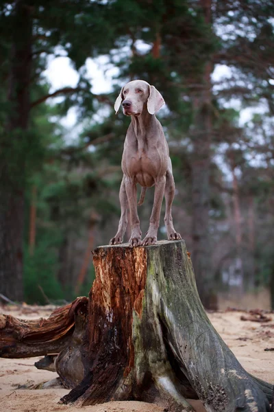 Hund och torra träd — Stockfoto