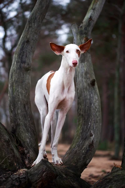 Cane e albero secco — Foto Stock
